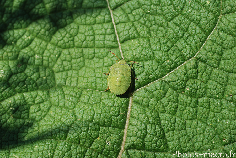 Palomena prasina